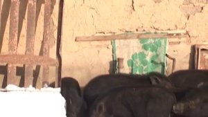 Вьетнамские поросята.Мороз.