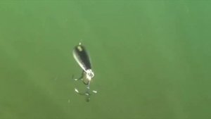 Воблер Дартер Кинг поверхностный топ вотер от Страйк про Darter-R King Top Water