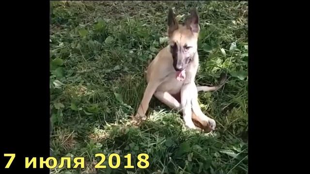 Возьмите домой щенка до года Тося смотреть онлайн