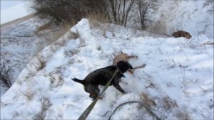 Охота на лису норная,с  ягдтерьером. Hunting foxes, with Jagdterrier