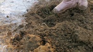Посадка РОЗ поздно осенью и зимой 2 Декабря сажаю розы в открытый грунт