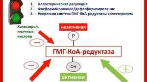 Лекция. Синтез ТАГ, ГФЛ, ХС. Патология липидного обмена.