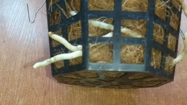 ОРХИДЕИ ВАНДЫ _ УСПЕШНЫЕ СПОСОБЫ ВЫРАЩИВАНИЯ _ смотреть онлайн