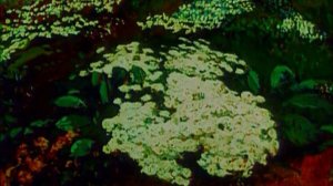 Ф.Шопен "Прелюдия ля мажор"