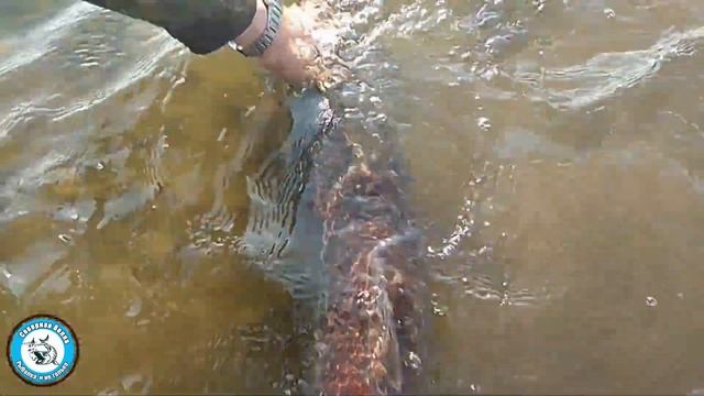 ТАЙМЕНЯ на свободу. ПОЙМАЛ отпусти. Отпускаем ТАЙМЕНЯ. ТРОФЕЙНЫЙ таймень. смотреть онлайн