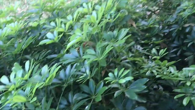 Храмы Пхукета 2018 г. смотреть онлайн