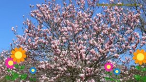 Магнолия гибридная Хэвен Сцент. Краткий обзор, описание характеристик magnolia Heaven Scent