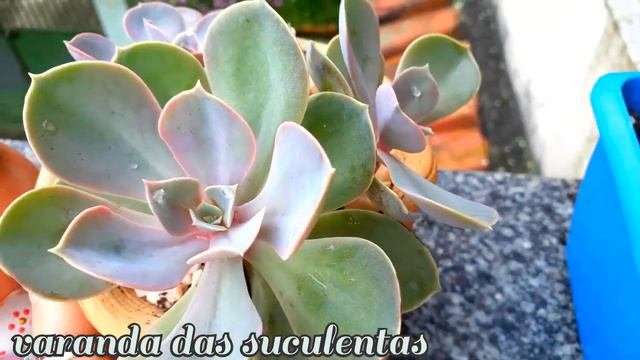 Echeveria Perle Von Nurnberg Diferentes