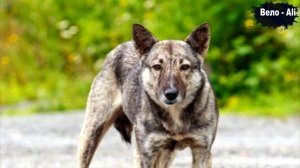 Полезные советы - Как защититься от собак велосипедисту.