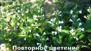 Вейгела - декоративный кустарник для сада. Все о выращивании вейгелы. Описание сортов.