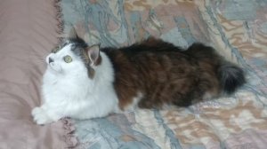Кот лает