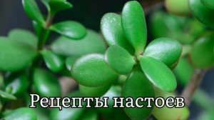 Многие держат дома денежное дерево! Но не догадываются какую пользу онможет нести
