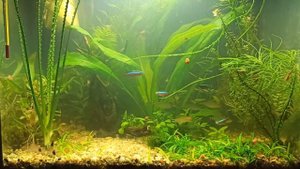 Бактериальная вспышка в аквариуме