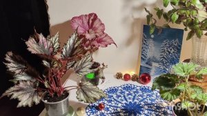 Королевские бегонии Большое сердце,Helen Teupel. Неожиданный и очень красивый подарок!!!