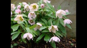 #Клещевина #Кодонопсис #Кокушник Garden #flowers119 Декоративные растения