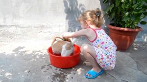 РЕБЕНОК КУПАЕТСЯ В БАССЕЙНЕ Животные купаются СОБАКА КУПАЕТСЯ В МИСКЕ Бассейн INTEX