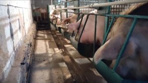 сарай заполнен, рекомендую такое содержание свиней!