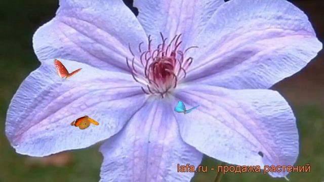 Клематис крупноцветковый Министр (clematis minister) ? обзор: как сажать, рассада клематиса Министр смотреть онлайн