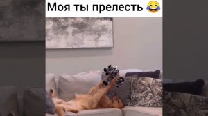 Моя ты прелесть