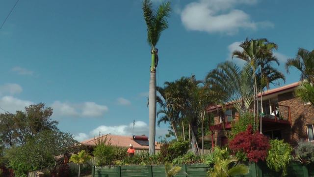 Cuban Royal Palm Removal Rockhampton Ph 0433 132 194 смотреть онлайн