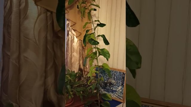 ПОМЕЛО из косточки