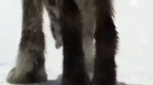 Клип про волков "Я чувствую монстра".
