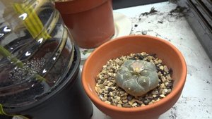 Лофофора Уильямса (Lophophora williamsii) и денежное деревце