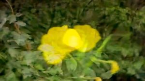 Lian Ross, Say You`ll Never (go away), Demo Style