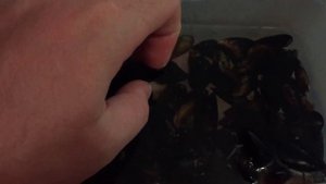 Как готовить черноморских мидий / как чистить / способ приготовления