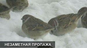 Куда исчез домовый воробей | День воробья