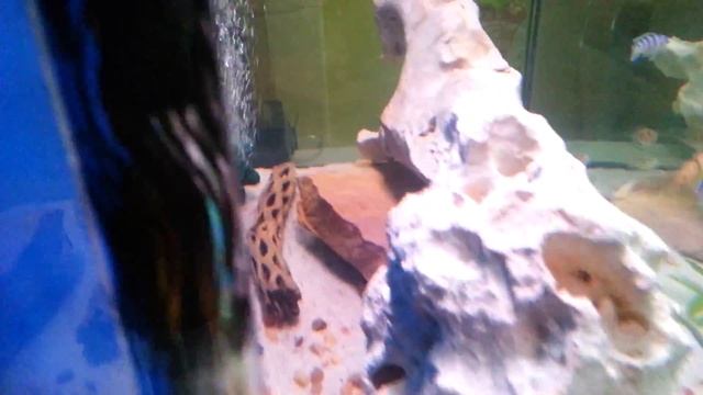 25 gal fry tank cichlid & clown pleco смотреть онлайн