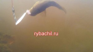 Как рыба  заглатывает наживку съёмка под  водой, видео rybachil.ru.mpg