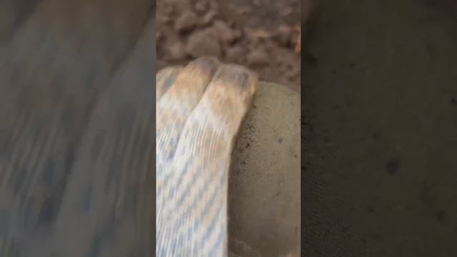 Сибирская копейка под дождём. Монета больше 250 лет пролежала в земле смотреть онлайн