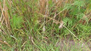 Вывести пырей: незаменимых нет))) Свержение пырея - Часть 3.