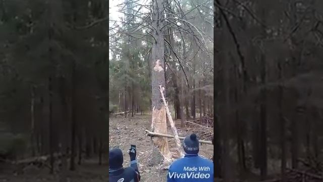 Повалили большое дерево в лесу.