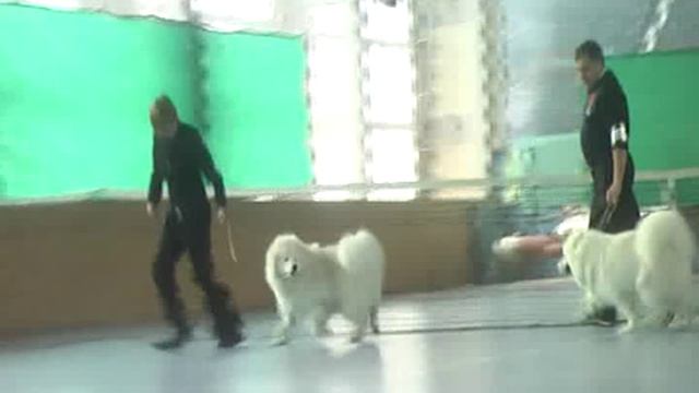 LORD NORD TIKSI - самоед - J.CAC - Луцк 25.02.2012