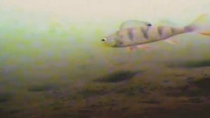 Блесна Салмо 2 сюжет первый