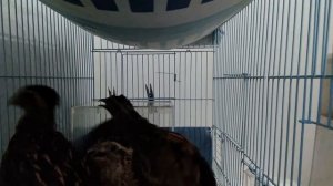 Расклев у перепелов .