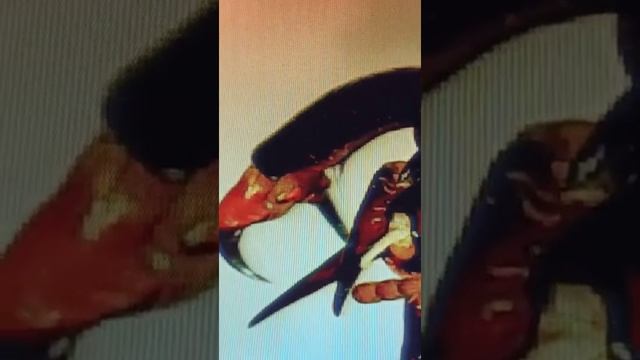 Таракан архимандрит под микроскопом. Это интересно! смотреть онлайн