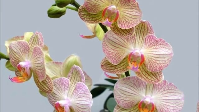 Элегантный букет орхидей смотреть онлайн