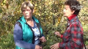 Какие черенки срезать для прививки.