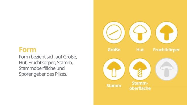 Kampfermilchling (Lactarius camphoratus) | Form | Praktisches Kurzprofil | Shroomers смотреть онлайн