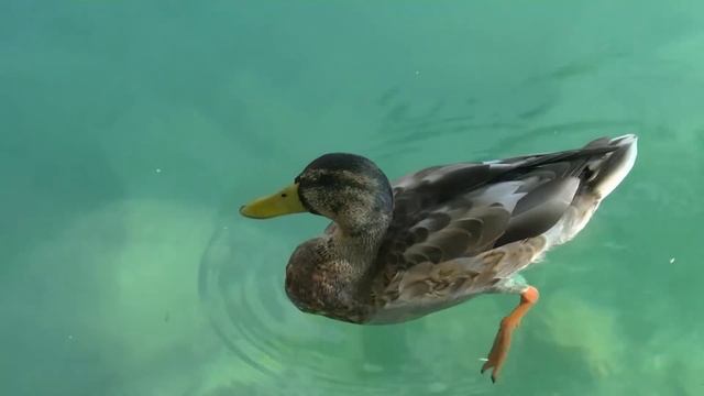 Blejsko jezero, Slovenija/ Озеро Блед, Словения смотреть онлайн