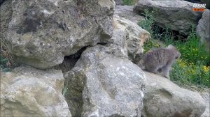 МАНУЛ ВЕЧНО НЕ ДОВОЛЬНАЯ КОШКА КОТОРУЮ НЕЛЬЗЯ ПРИРУЧИТЬ  #манул #дикаякошка