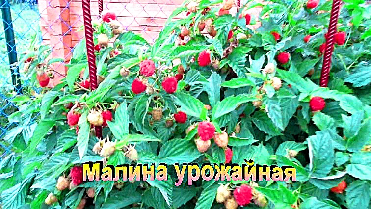 "Малина"#Огород#Сад#Дача