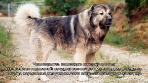 Чем кормить овчарку в домашних условиях: меню
