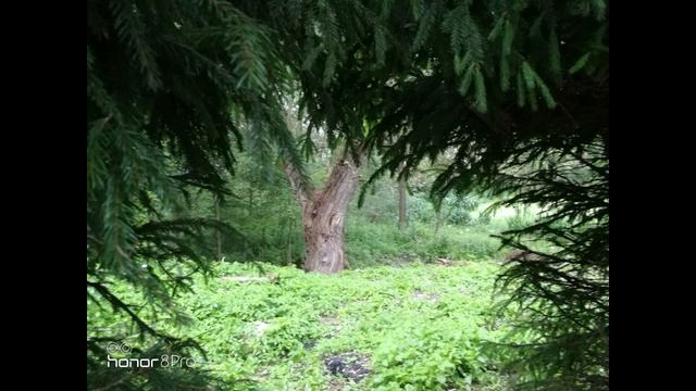 Гордость и предубеждение - аудиокнига, книга 1, глава 5 смотреть онлайн