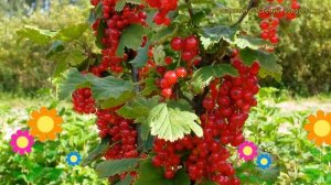 Смородина красная Фертоди. Краткий обзор, описание характеристик ribes rubrum Fertodi