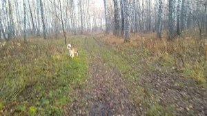 Кто учит собак какую траву нужно есть