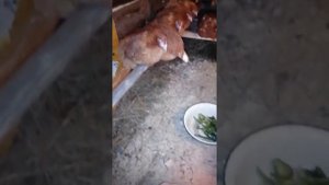 КУРЯТНИК НА 20 КУР СВОИМИ РУКАМИ ЗА 1 ДЕНЬ ИЗ ГОВНА И ПАЛОК.